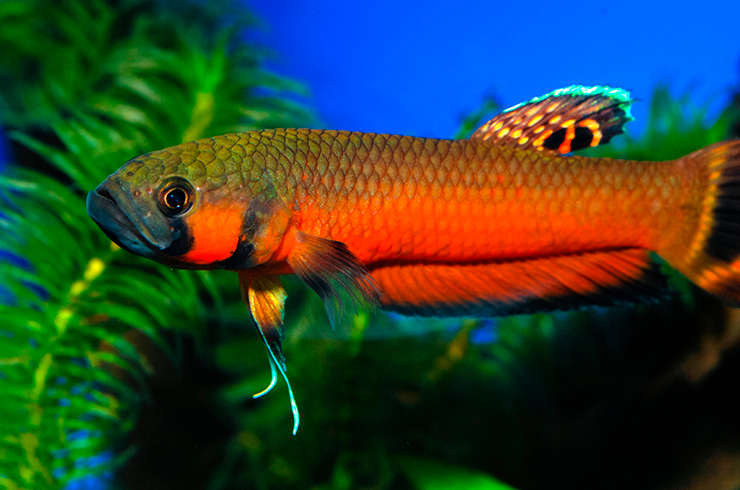 Bilde av Betta macrostoma